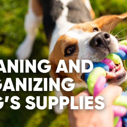 How to Clean and Organize Dog's Supplies