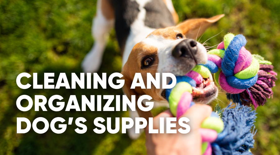 Dog supplies for new dog best sale